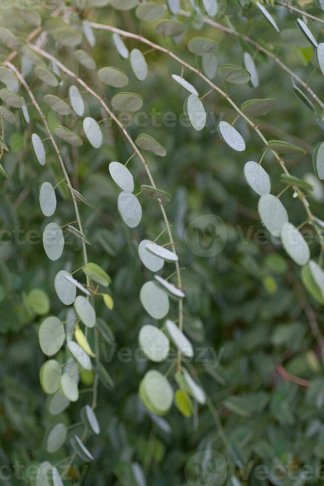 das Wölbung Stängel und runden Blätter von Bauhinia. foto