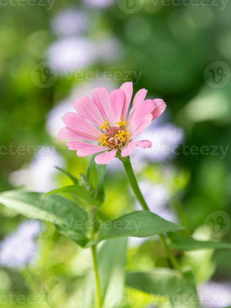Nahansicht von ein Blume mit Licht Rosa Blütenblätter und Blau Nebelblume im das Hintergrund. foto