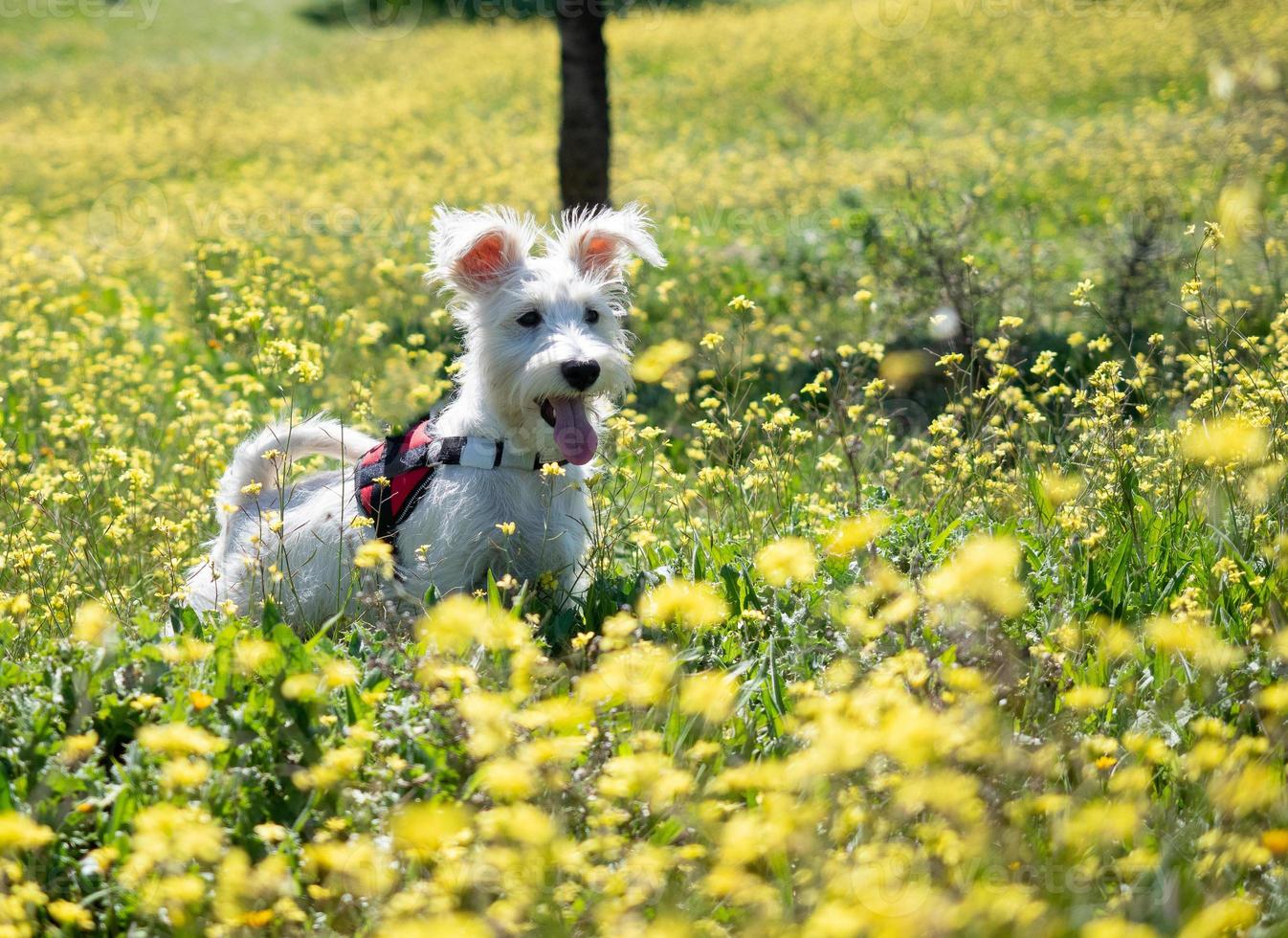 Welpenschnauzer in weißer Farbe und mit rotem Geschirr genau beobachten foto