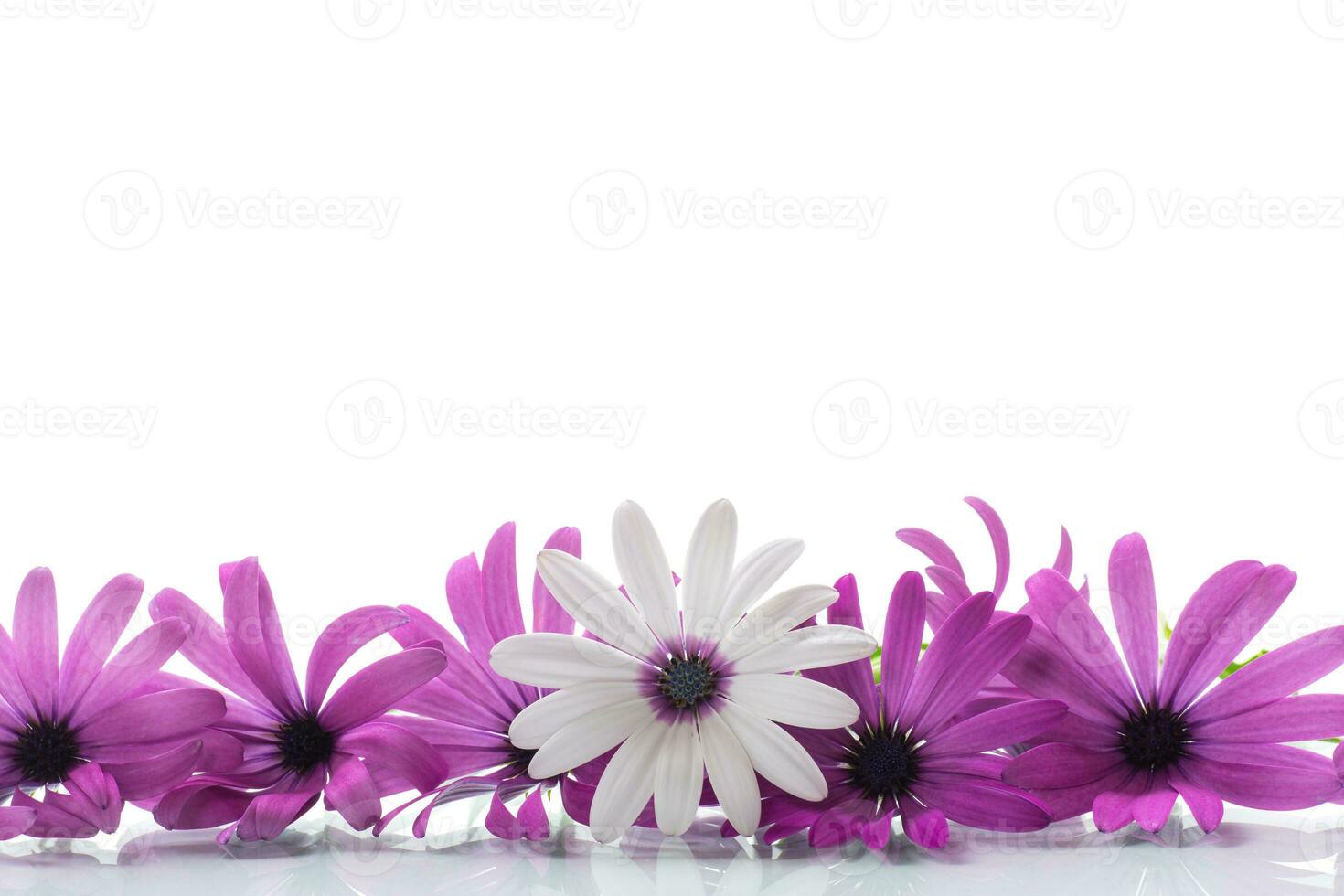 schön Weiß und lila Osteospermum Blumen auf Weiß Hintergrund foto