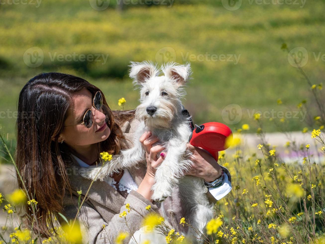 Frau mit weißem Schnauzerhund im gelben Blumenfeld foto