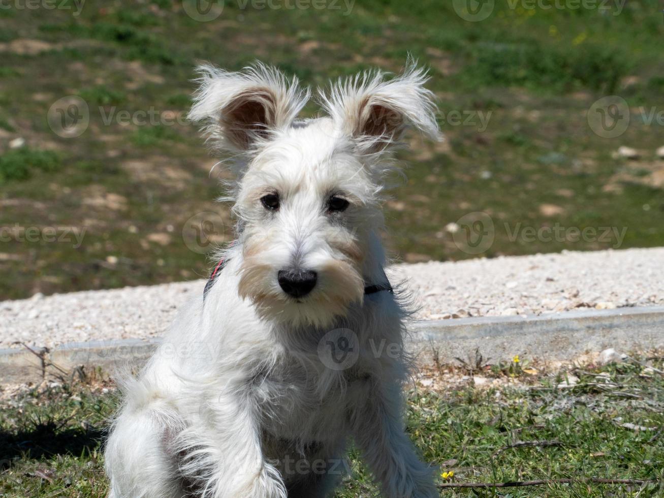 Der weiße Schnauzerwelpe wartet geduldig auf die Ankunft seines Besitzers. foto