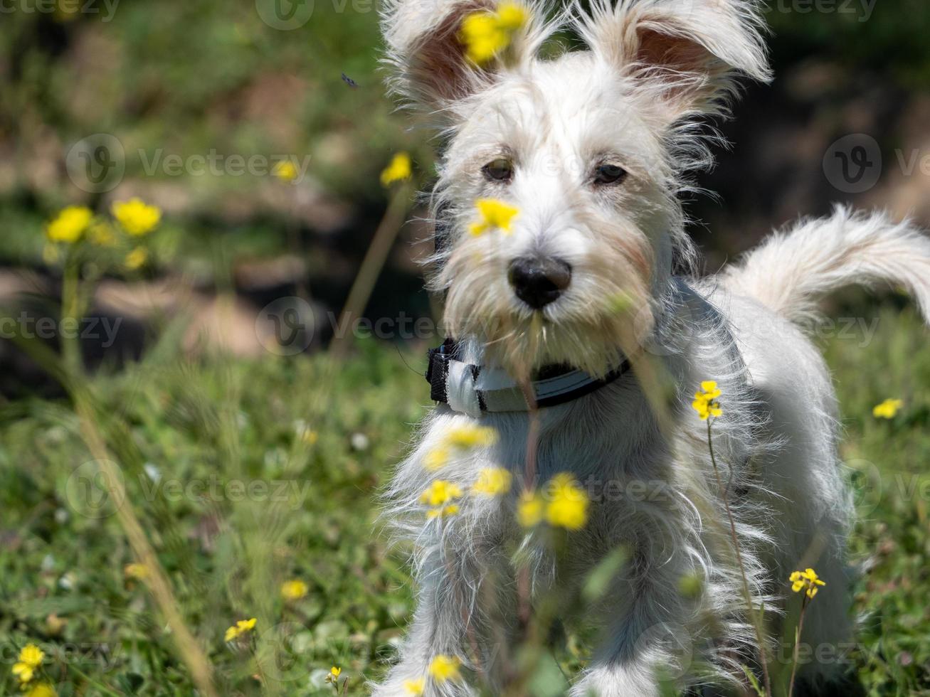 Schnauzerwelpe in Weiß, der die gelben Blüten genau betrachtet foto