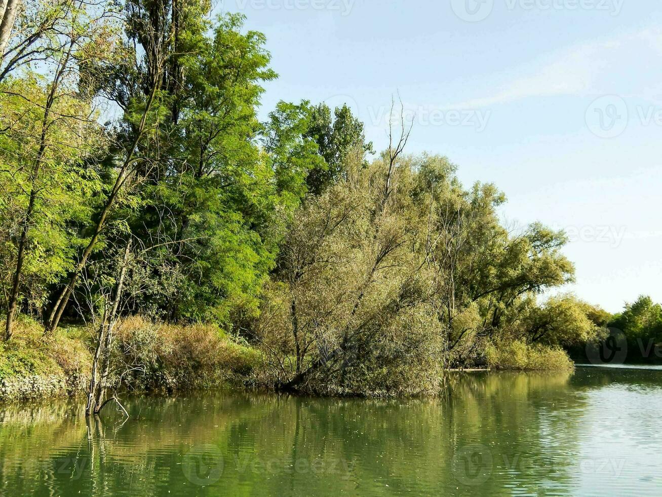 ein Fluss mit Bäume und Gras auf das Ufer foto