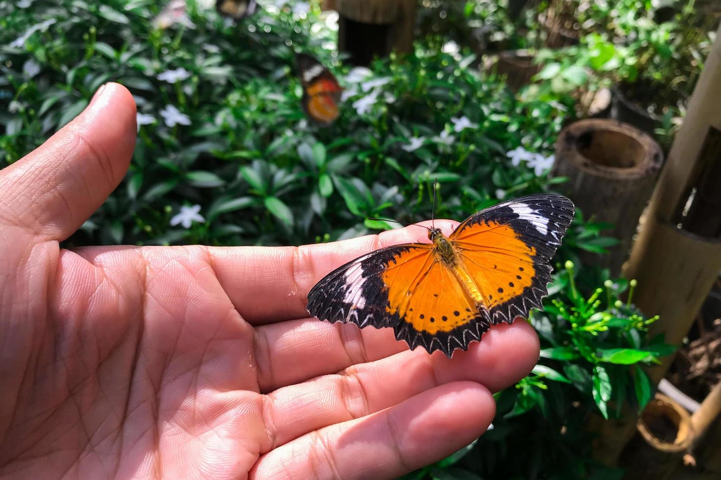 Danaus Genutia Genutia Cramer zur Hand foto