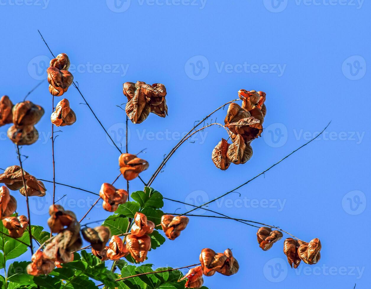 Laterne Baum oder golden Regen Baum. botanisch Name koelreuteria paniculata. verbreitet laubabwerfend Straße Baum. foto