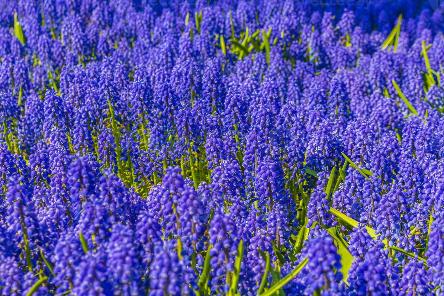 blaue glockenblumen traubenhyazinthegelbe tulpen keukenhof niederlande. foto