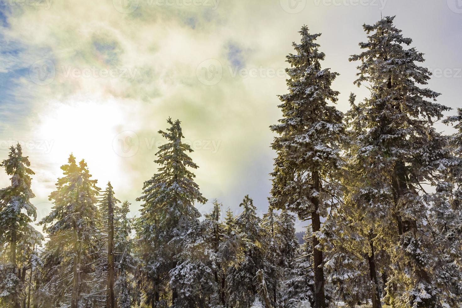 sonnenschein zwischen verschneiten eisigen tannen brocken harz deutschland foto