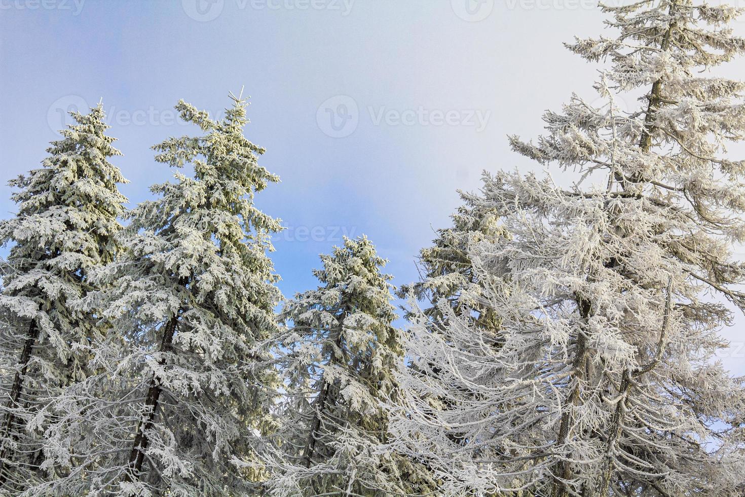 eingeschneit in eisigen tannen landschaft brocken berg harz deutschland foto