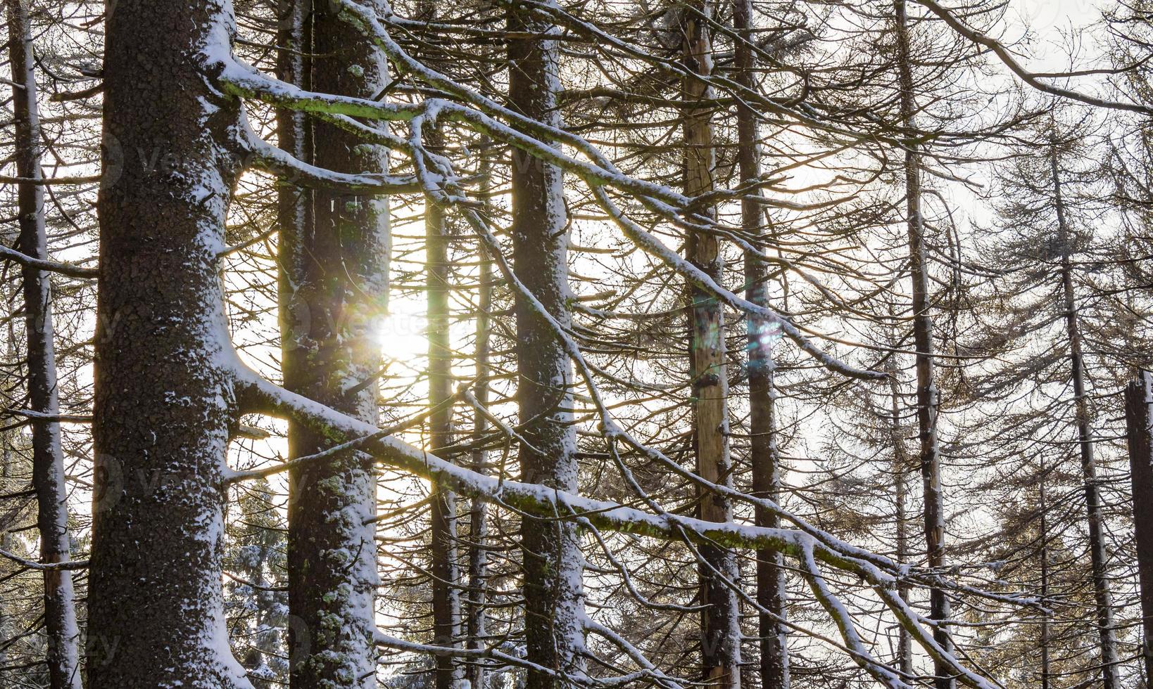 sonnenschein zwischen verschneiten eisigen tannen brocken harz deutschland foto