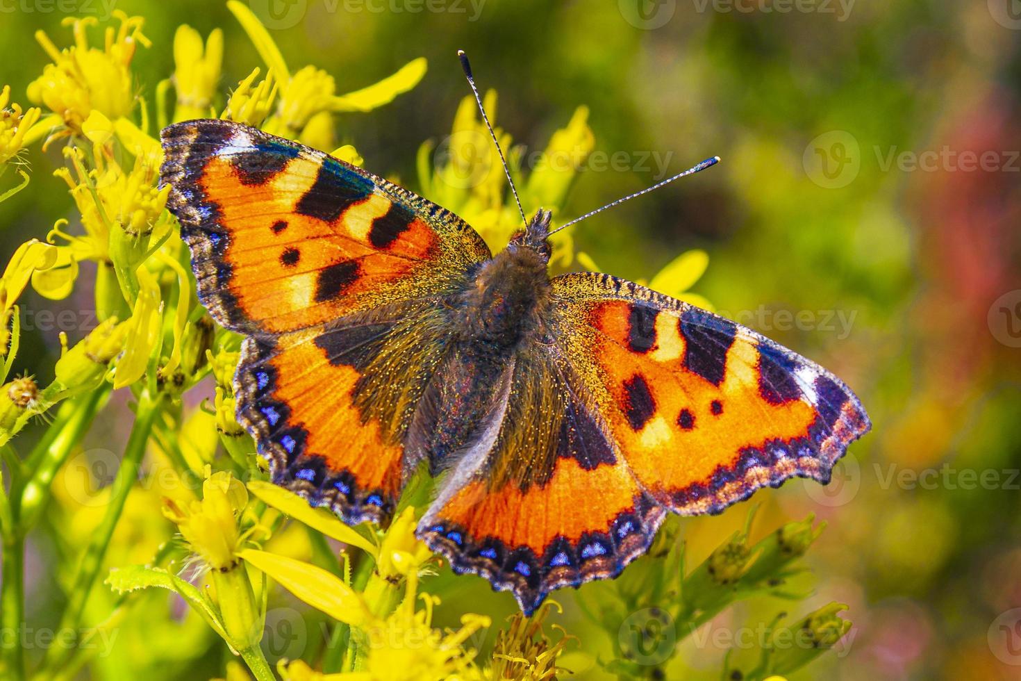 orange Schmetterling kleiner Fuchs Schildpatt Aglais urticae gelbe Blüten foto