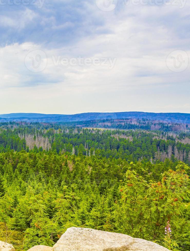 wald mit toten tannen brocken berg harz deutschland foto