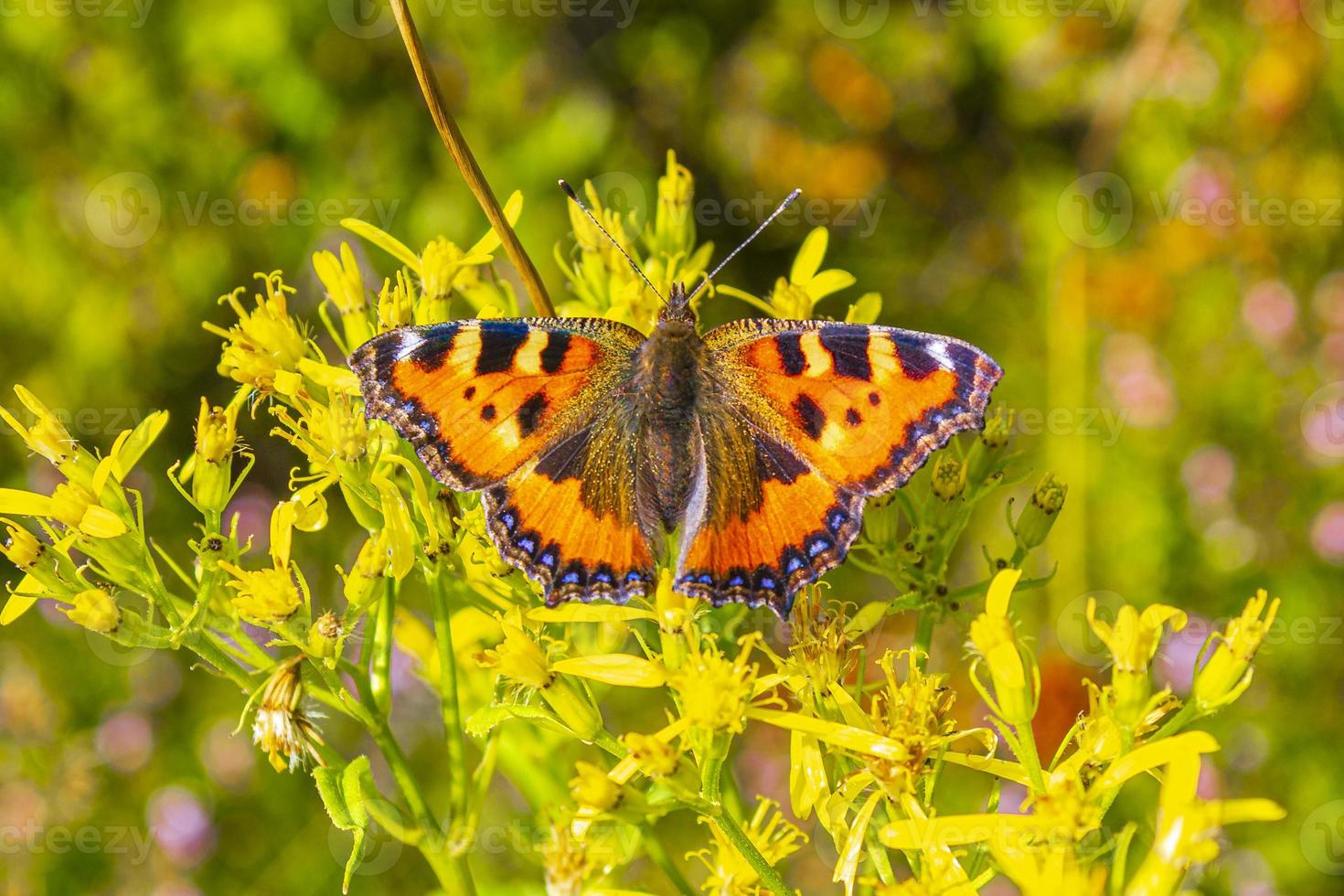 orange Schmetterling kleiner Fuchs Schildpatt Aglais urticae gelbe Blüten foto