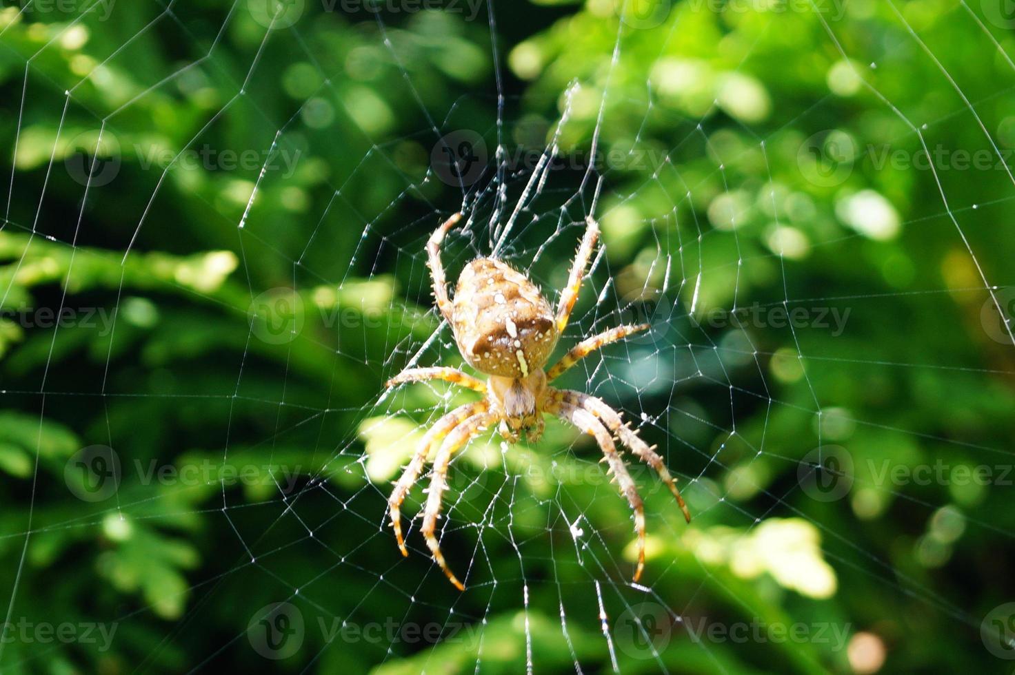 Spinne im Netz foto