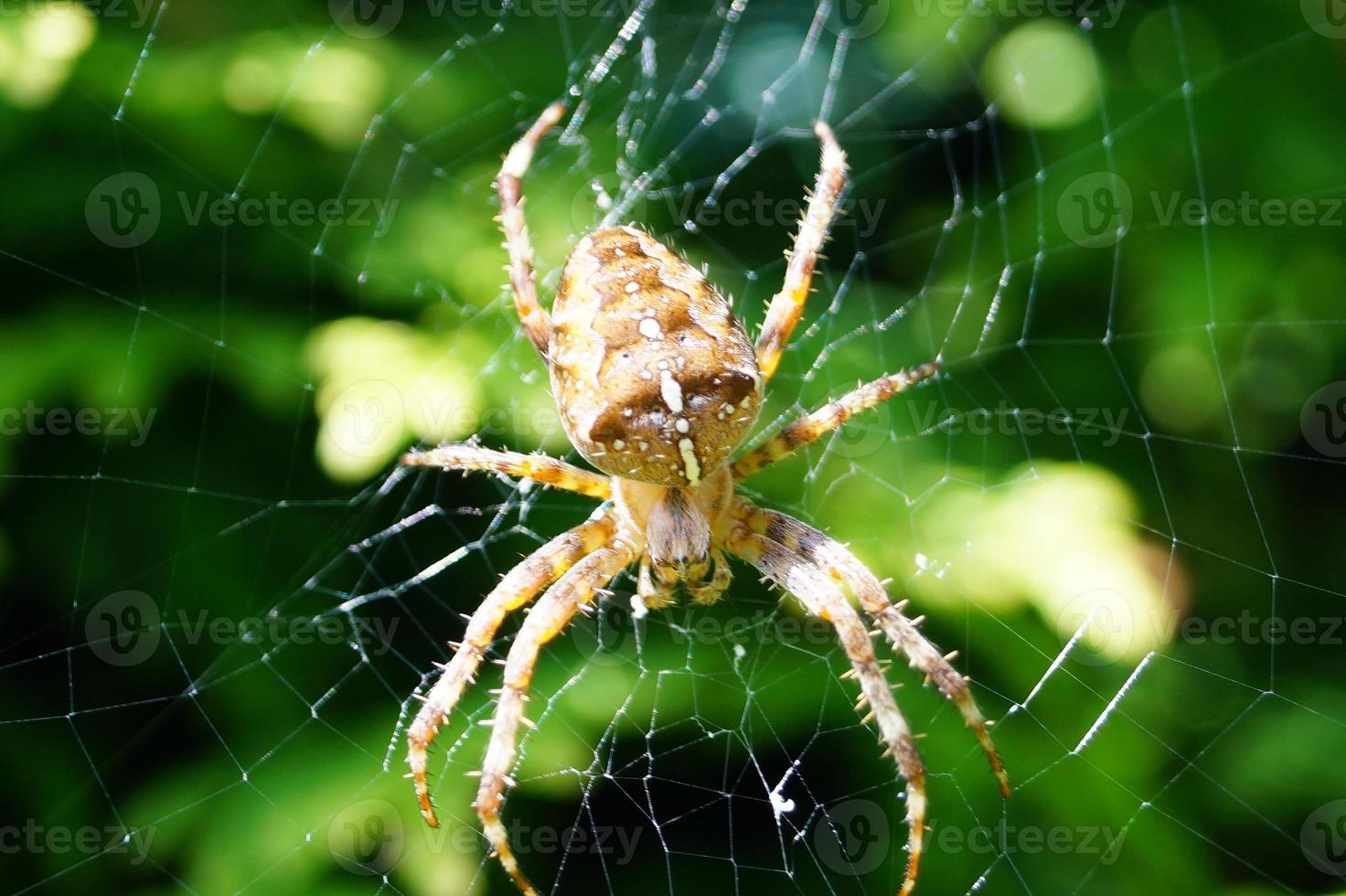 Spinne im Netz foto