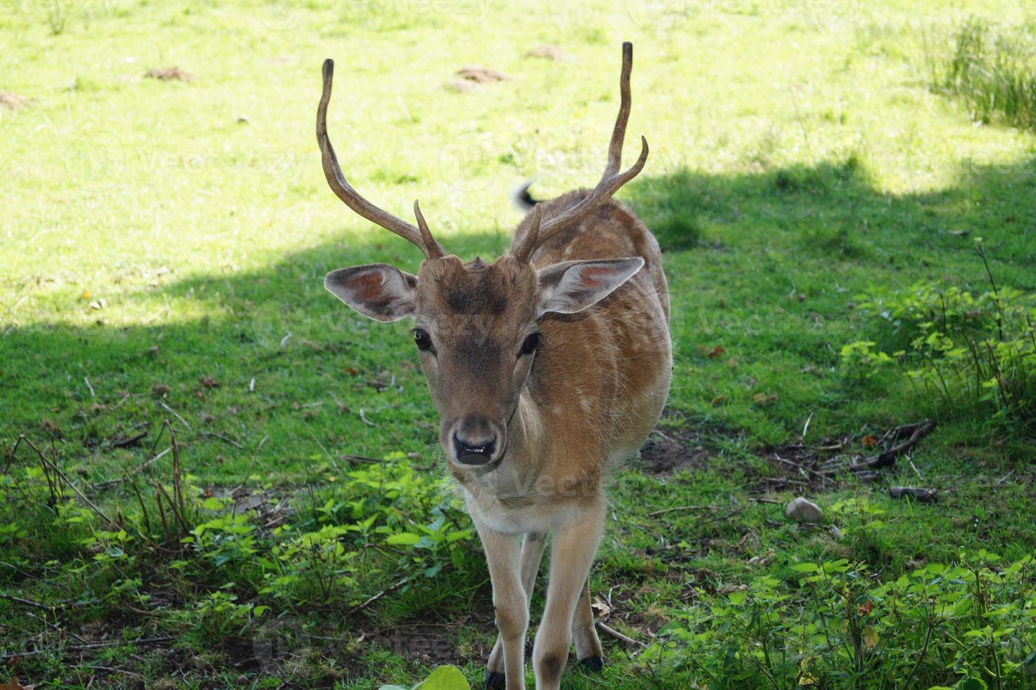 das moor von ruebke naturschutzgebiet foto