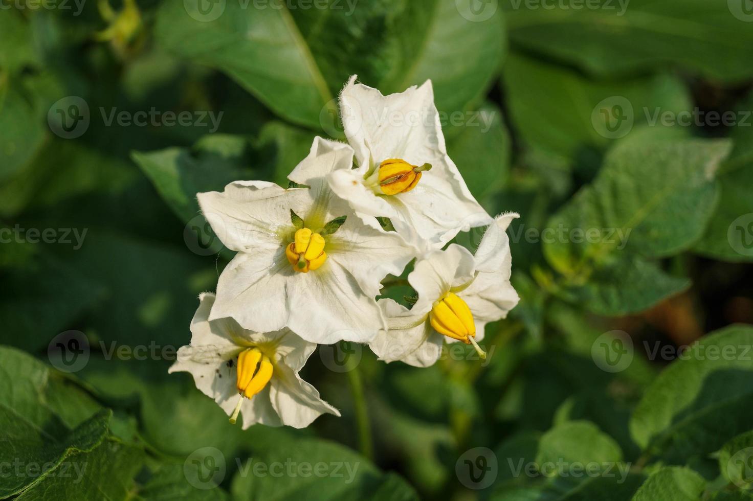 Yam die Süßkartoffel Ipomoea Batatas foto