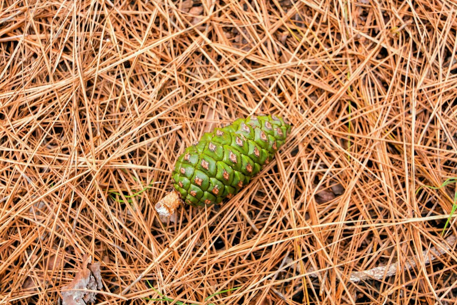 ein Kiefer Kegel Verlegung auf das Boden im das Wald foto