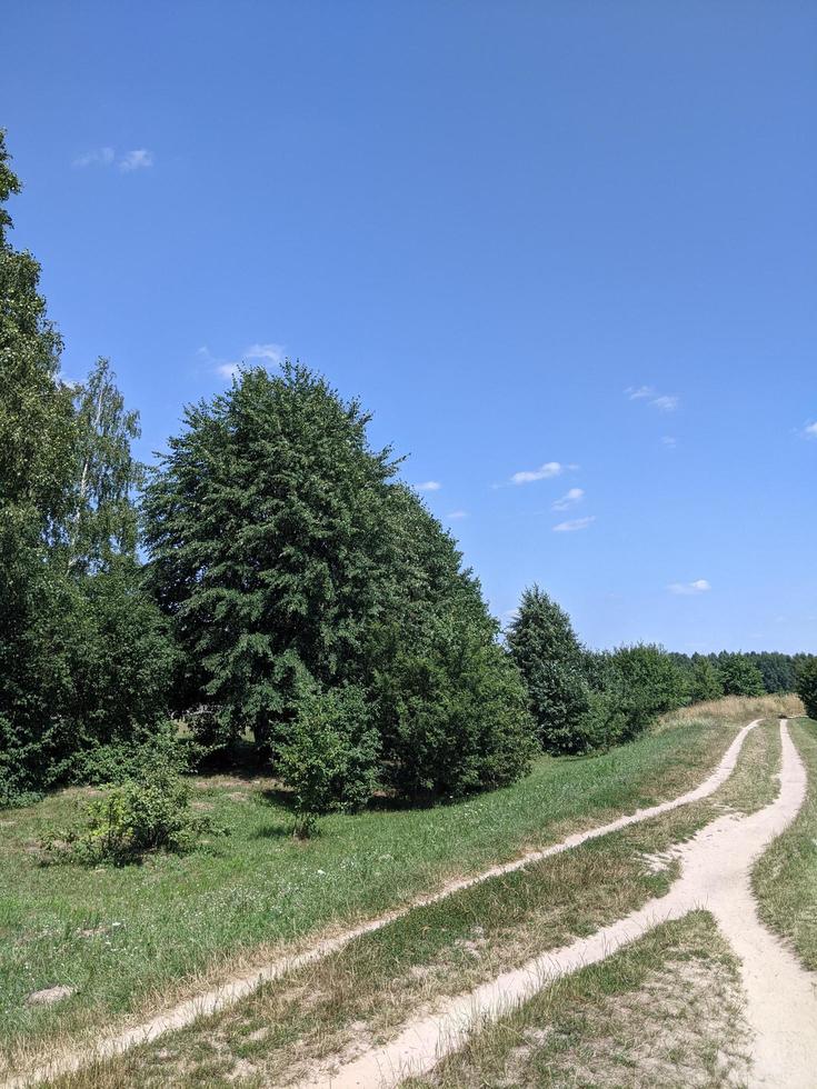 grüne Bäume auf grüner Wiese unter blauem Himmel foto