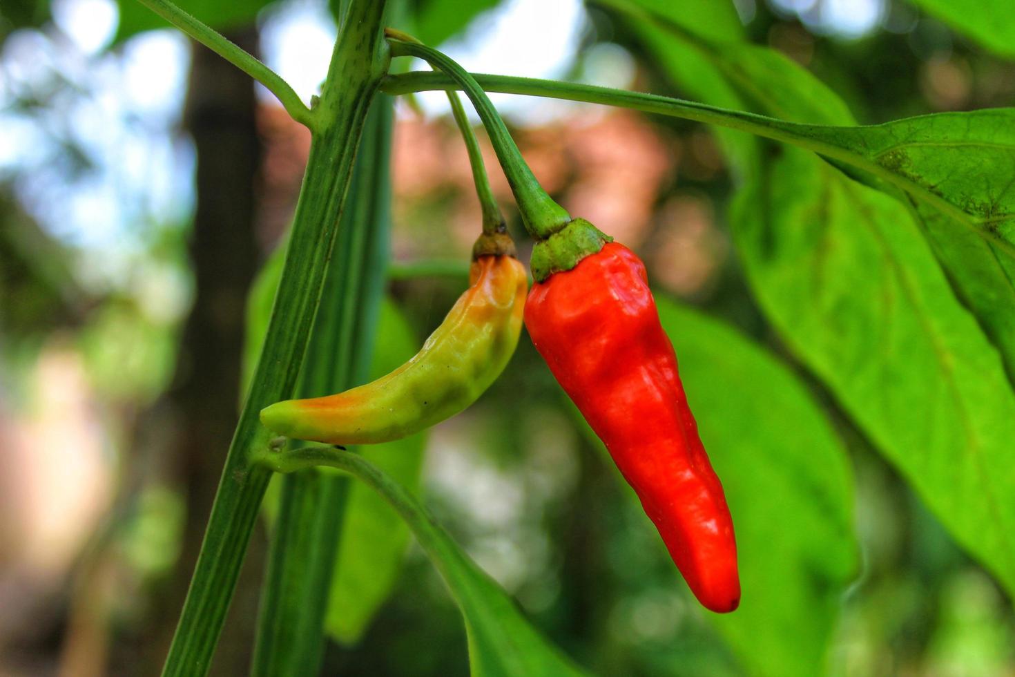 Nahaufnahme von rotem Chili foto