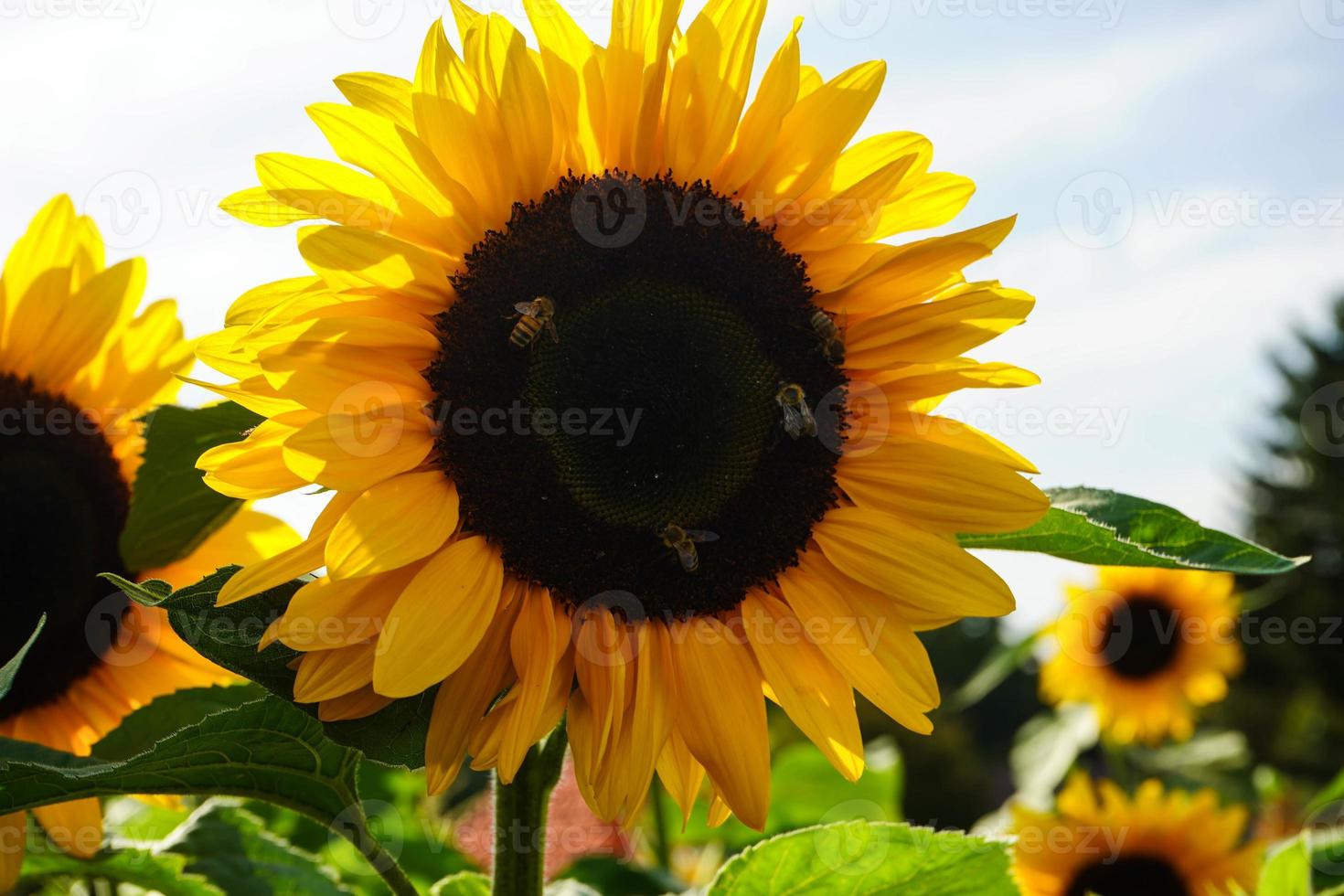 Sonnenblumenpflanzen auf einem Feld foto
