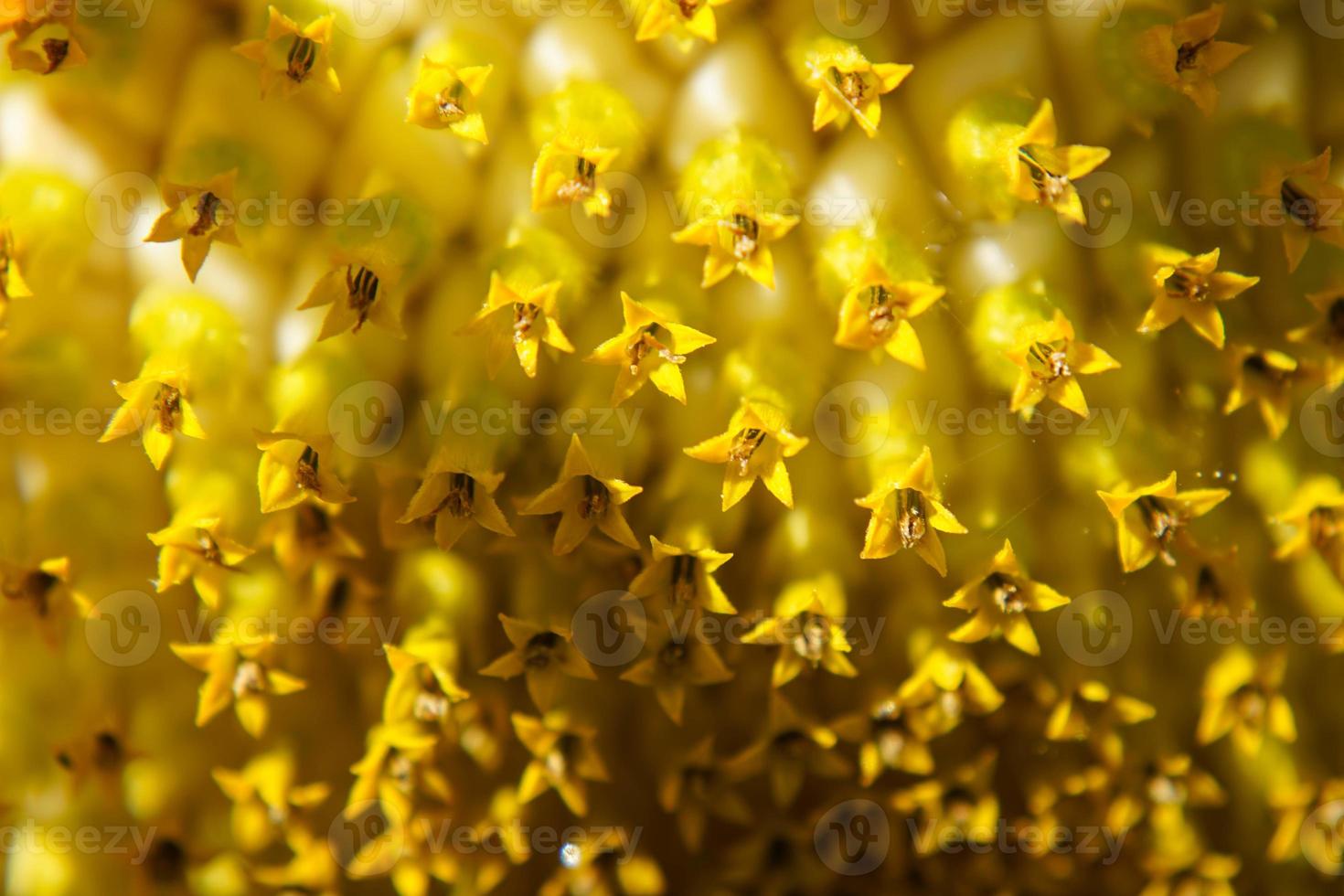 Sonnenblumenpflanzen auf einem Feld foto