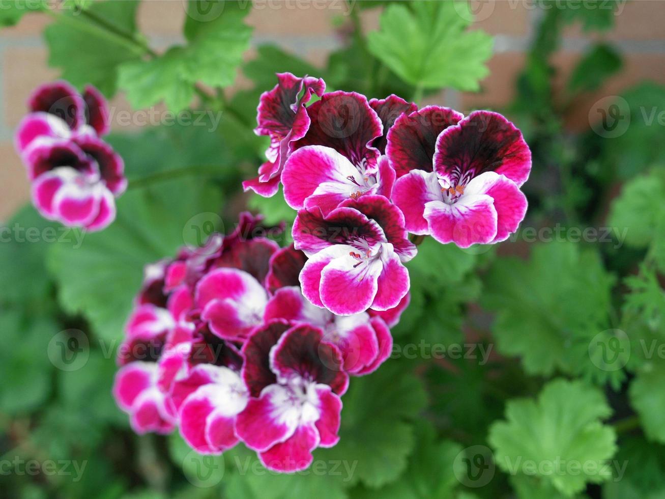 rosa Geranienblüten foto