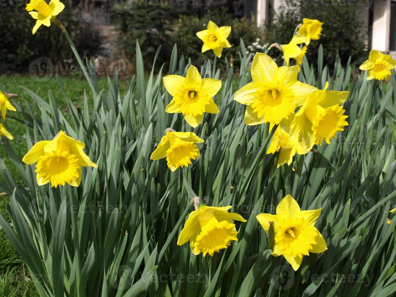 Narzisse Narzisse gelbe Blüten foto