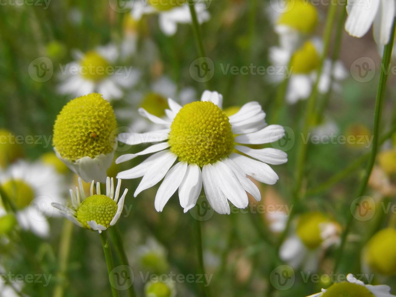 Kamillenpflanze, Chamälelum, weiße und gelbe Blume foto