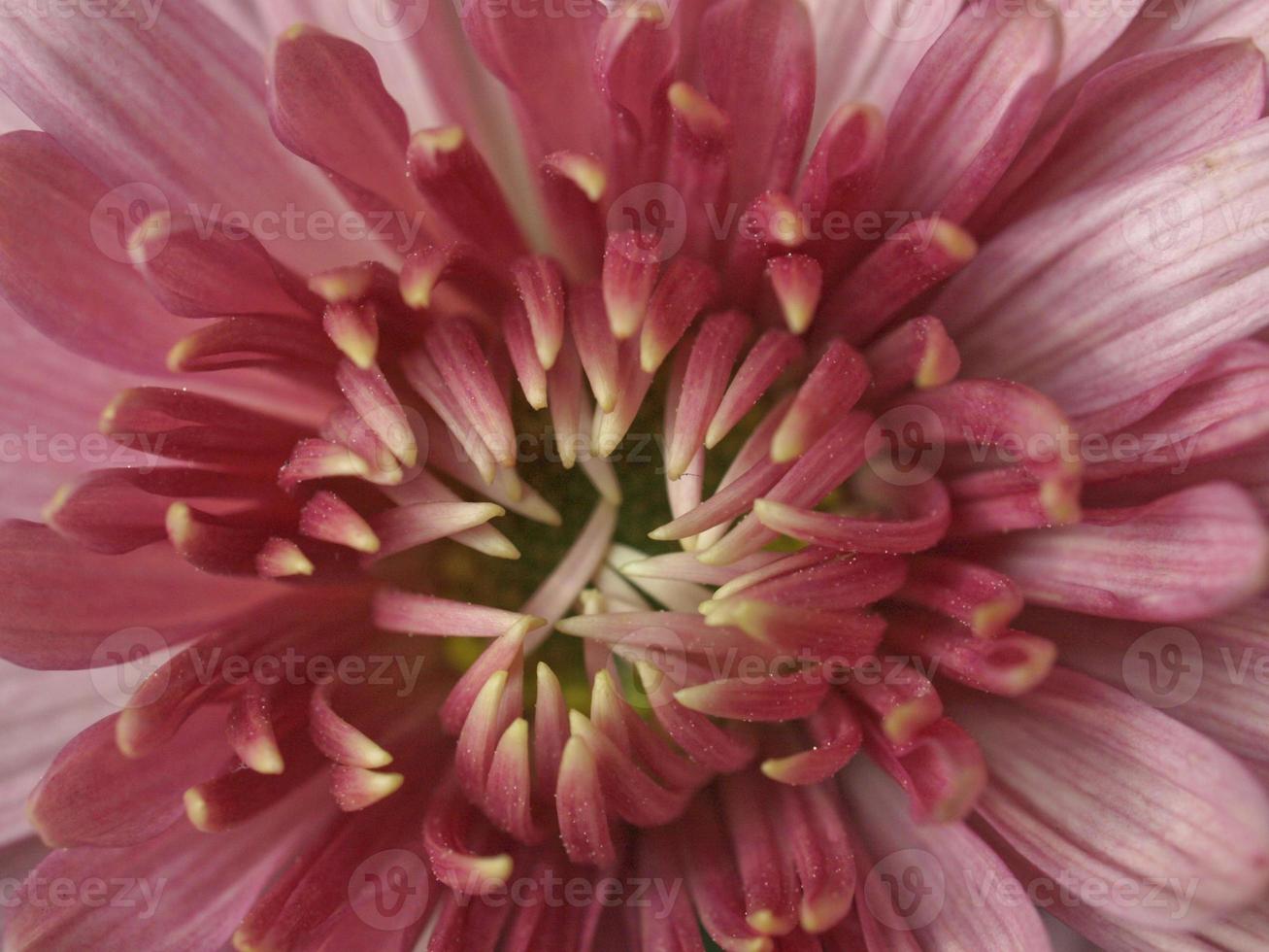 Chrysanthemenpflanze, Anthemideae rosa Blüten foto