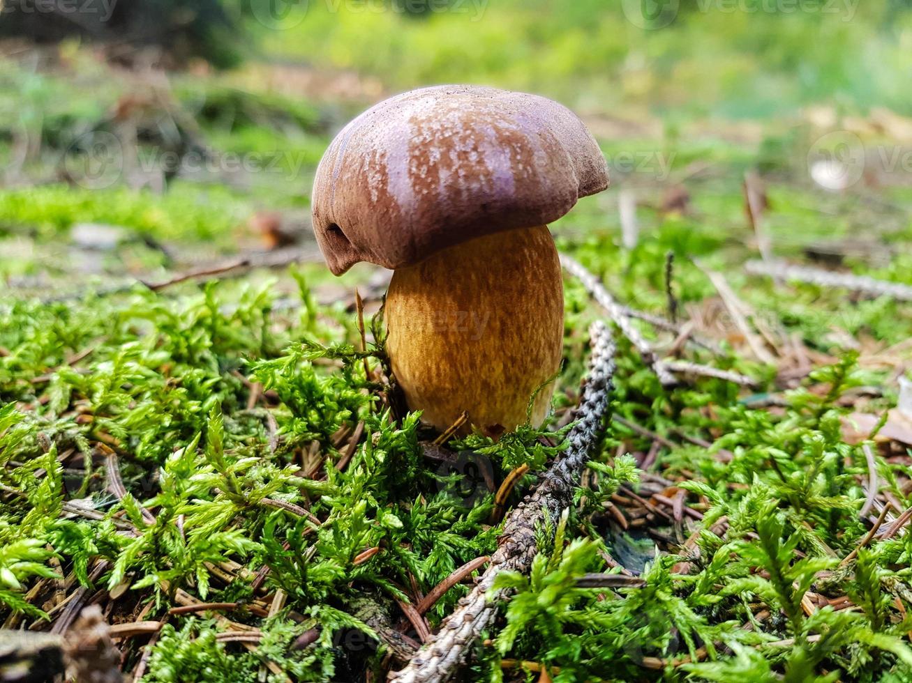 Pilze auf dem Boden eines Waldes foto