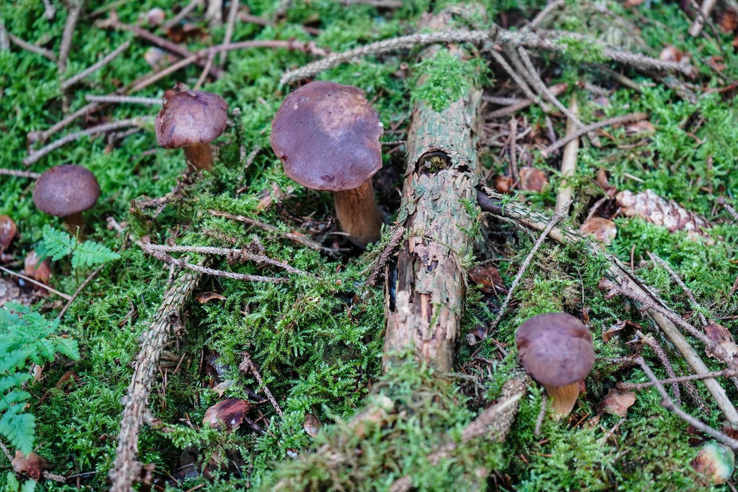 Pilze auf dem Boden eines Waldes foto