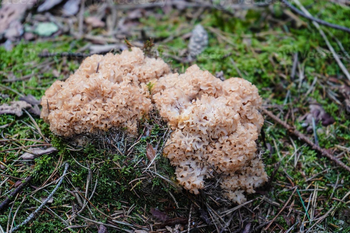 Pilze auf dem Boden eines Waldes foto