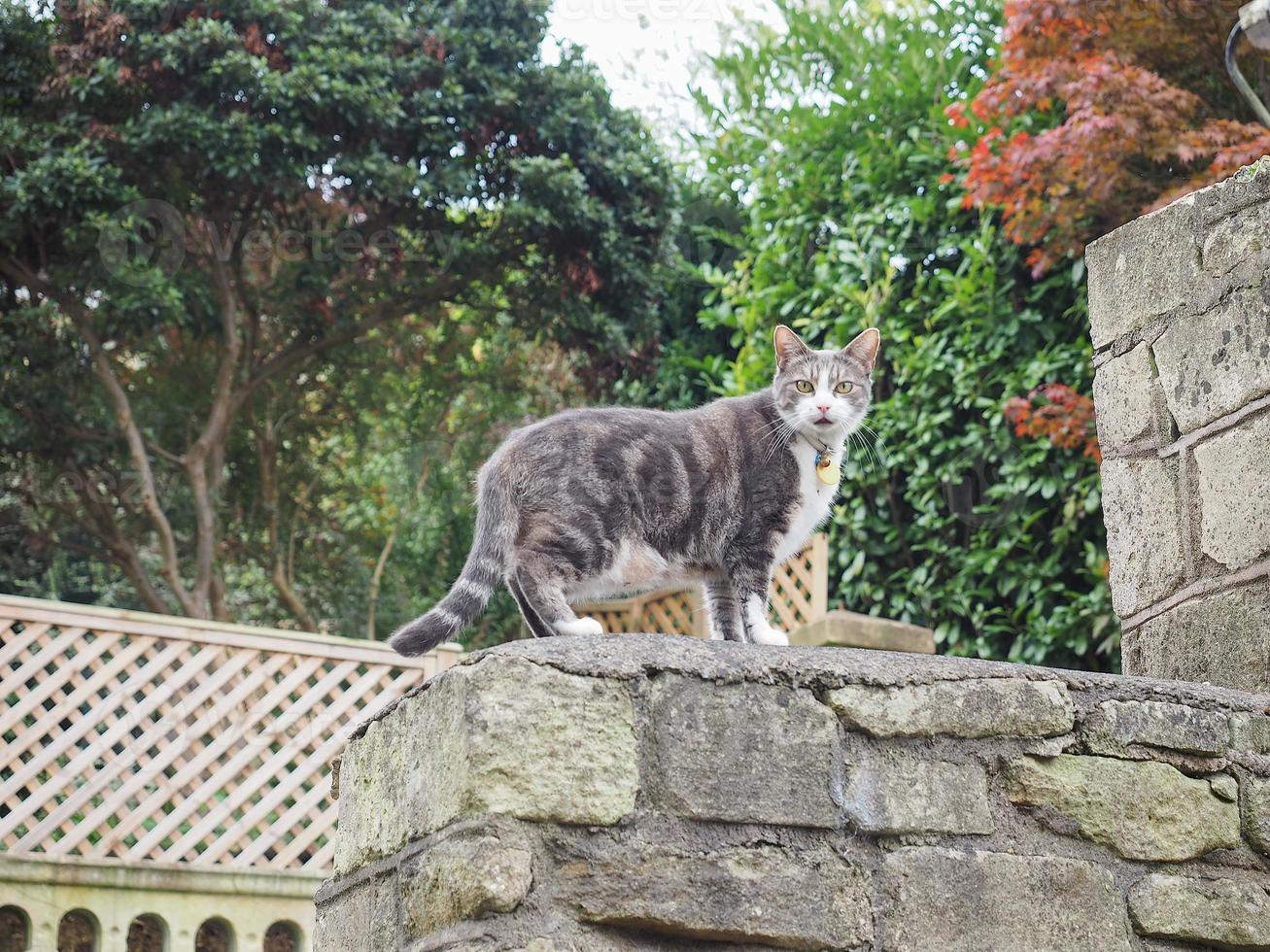 Katze auf der Steinmauer foto