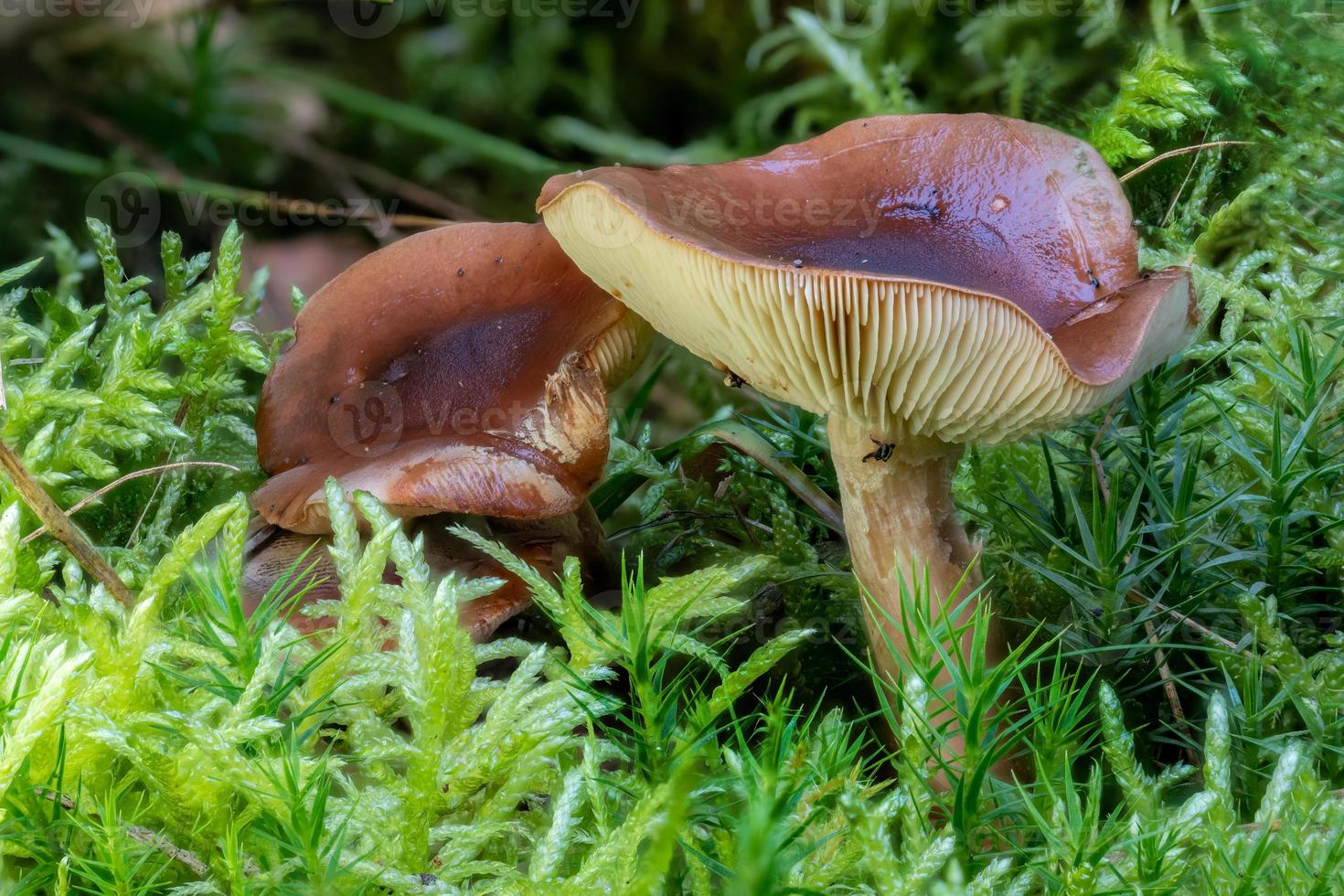 Nahaufnahme eines braunen Milkcap-Pilzes zwischen Tannennadeln und Moos foto