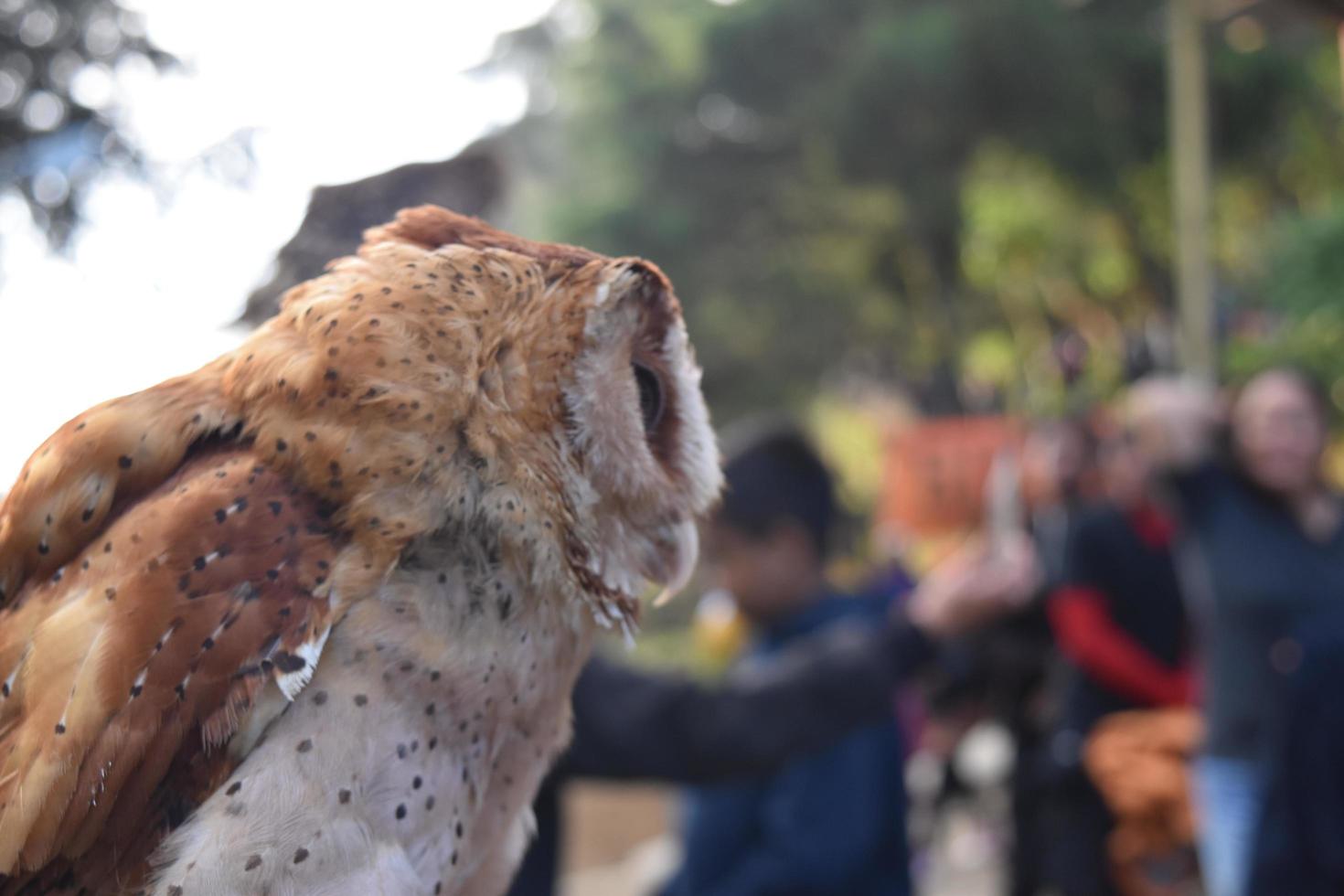 Eule in Dieng, Zentraljava, Indonesien foto