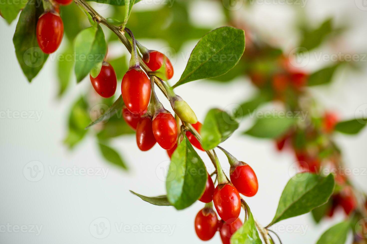 Ast mit reif rot Goji Beere auf grau Hintergrund foto