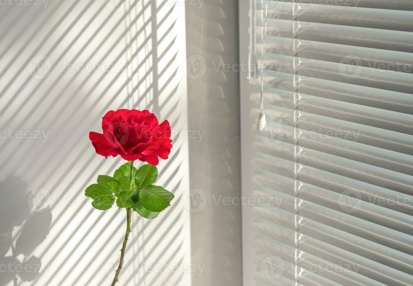 Rose Blume auf das Fenster foto