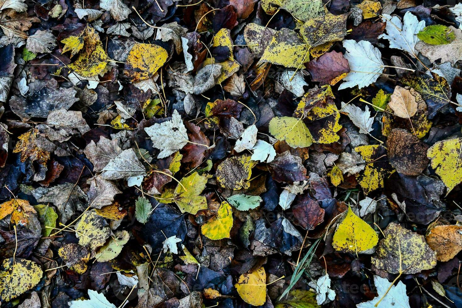 Hintergrund mit Blättern foto