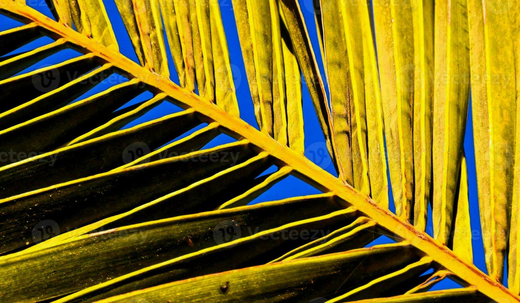 ein Palme Baum Blatt foto