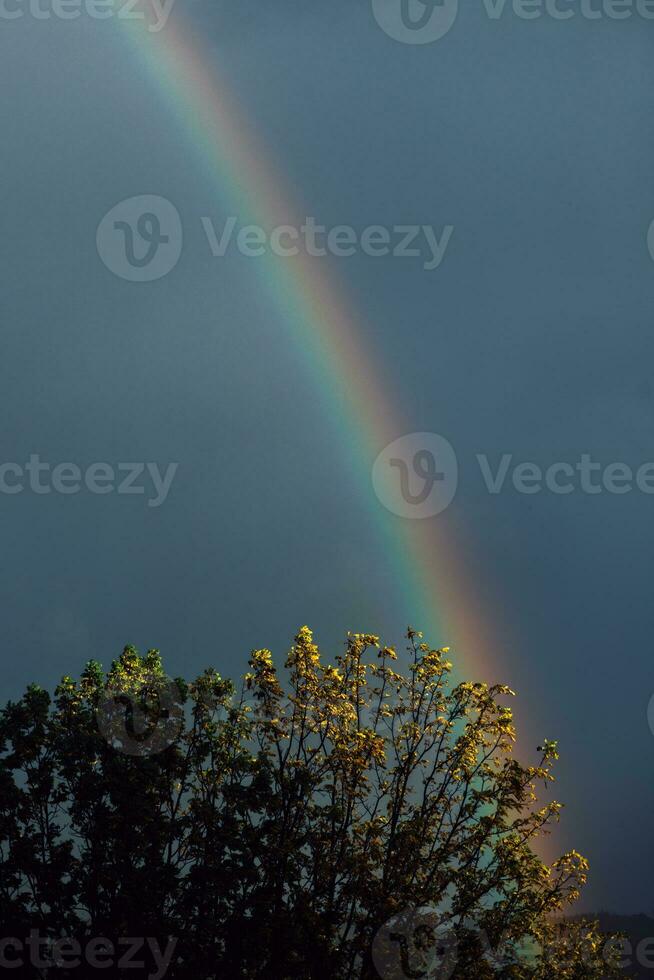 doppelt Regenbogen Über majestätisch Baum foto