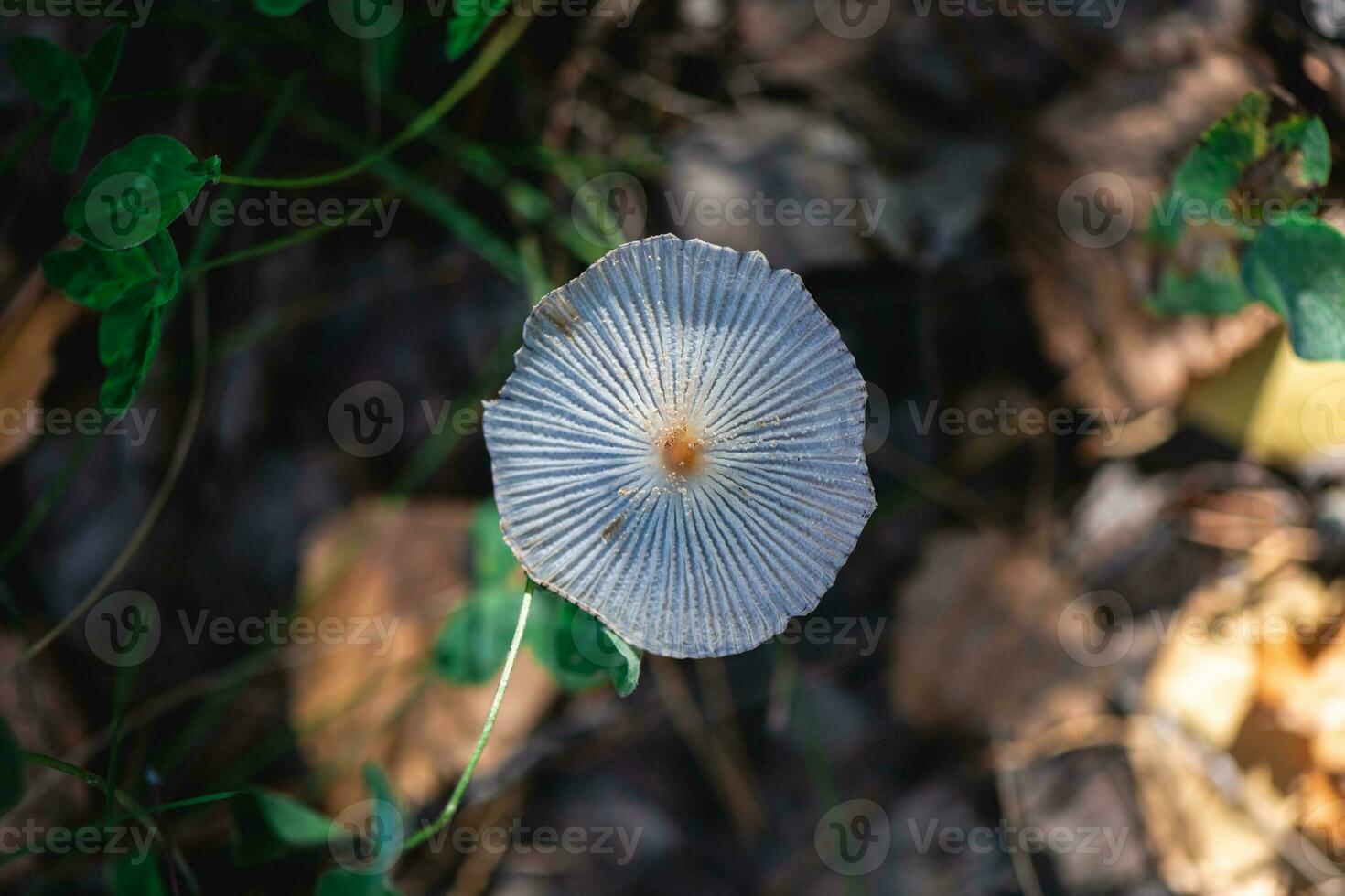 schön Pilz im das Wald. Makro Fotografie foto