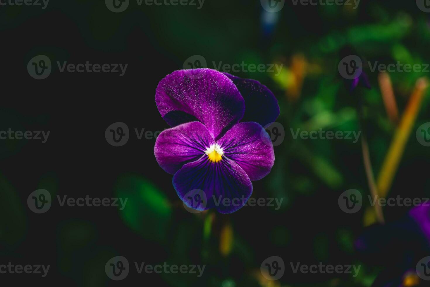schön hell lila Stiefmütterchen Blume foto