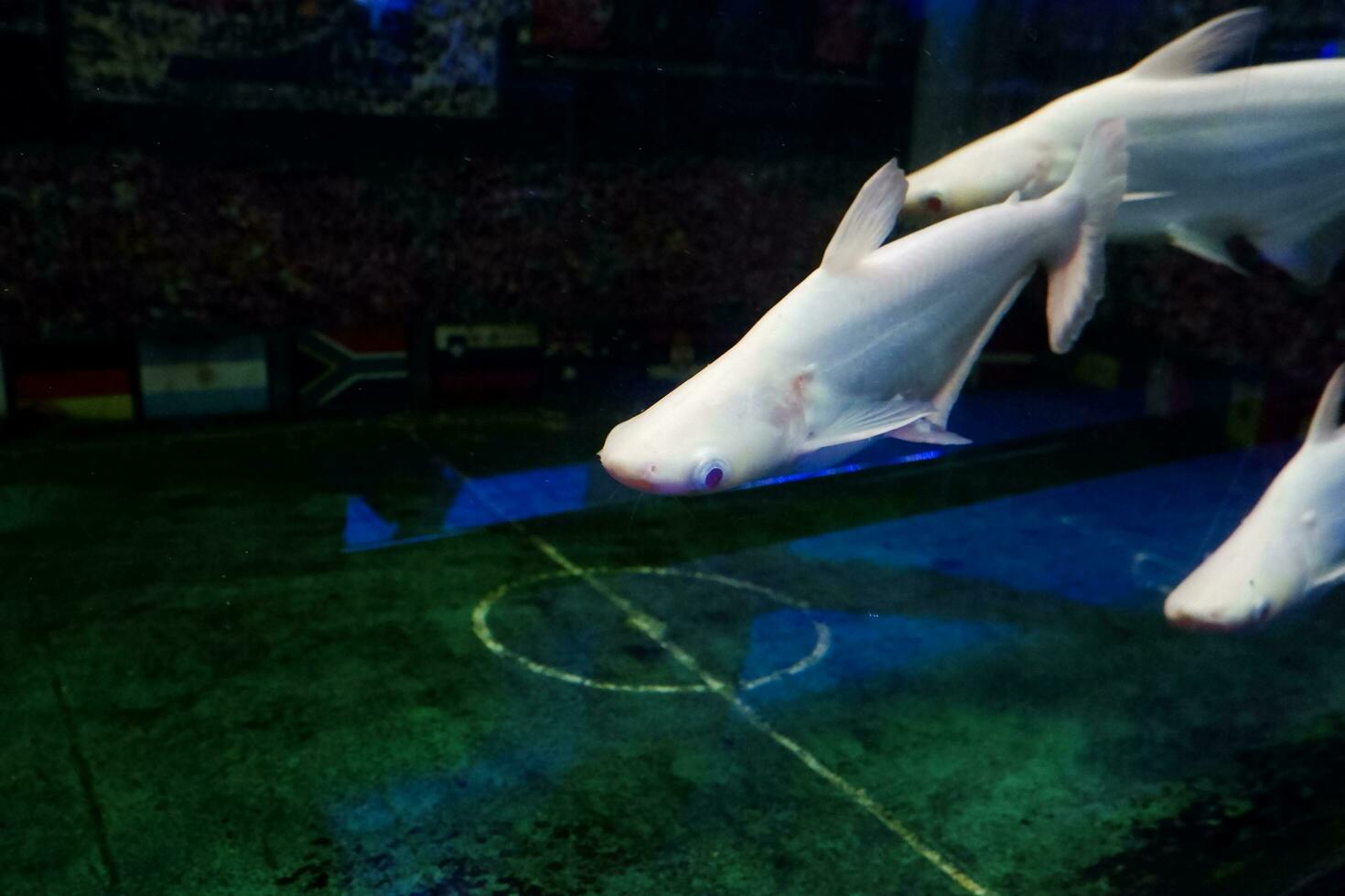 selektiv Fokus von Albino Dschingis Khan Fisch Schulen. foto