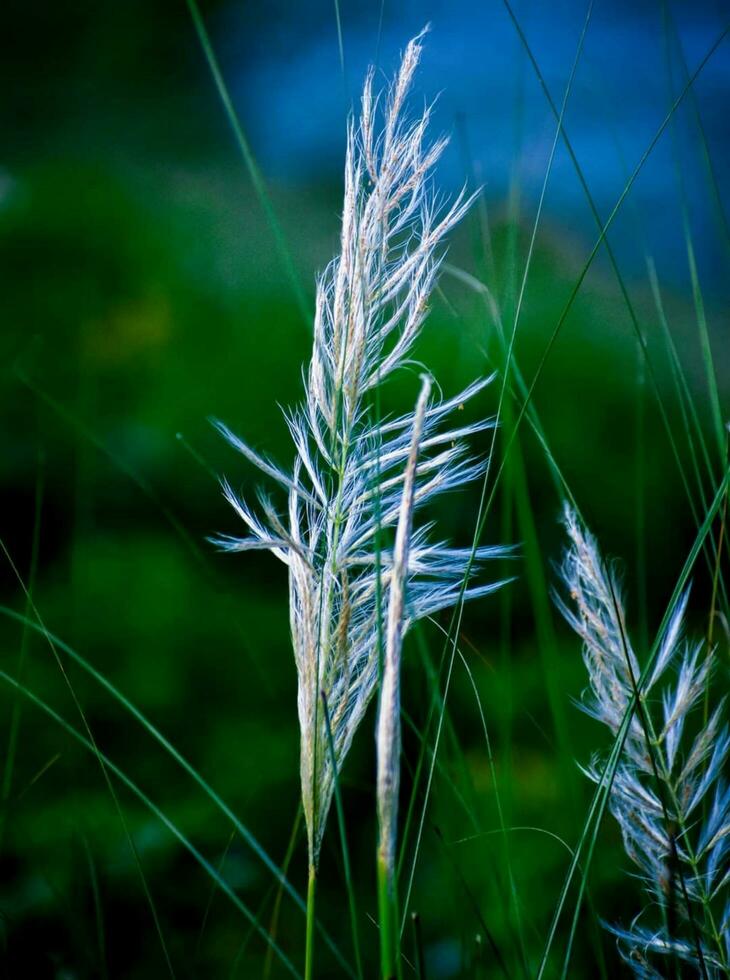 schön Blühen Blume foto