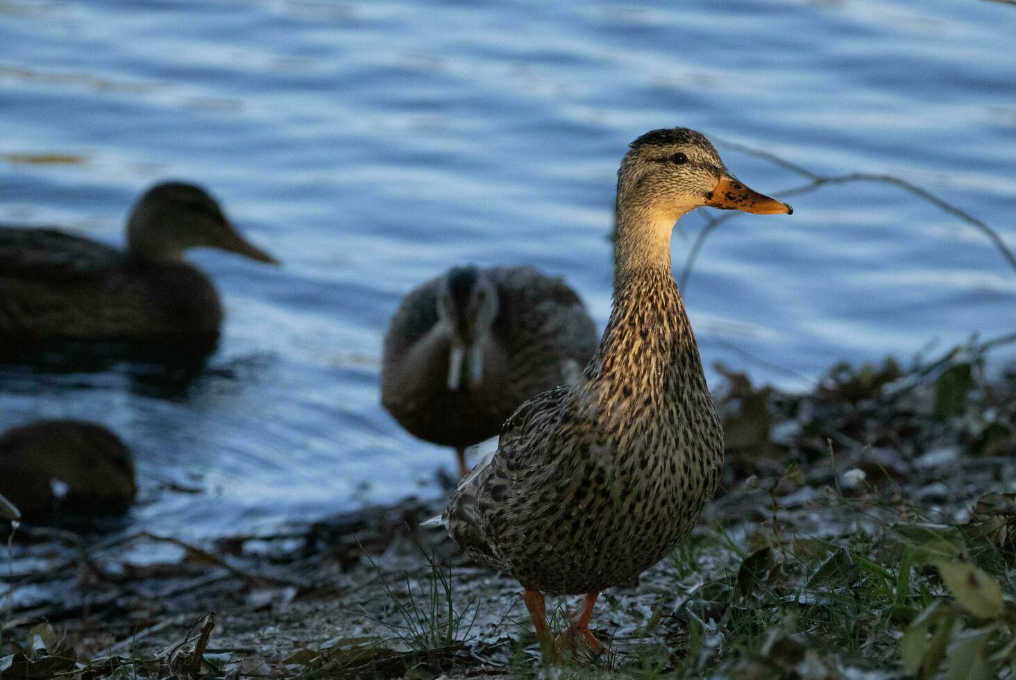 Enten im ein Fluss foto