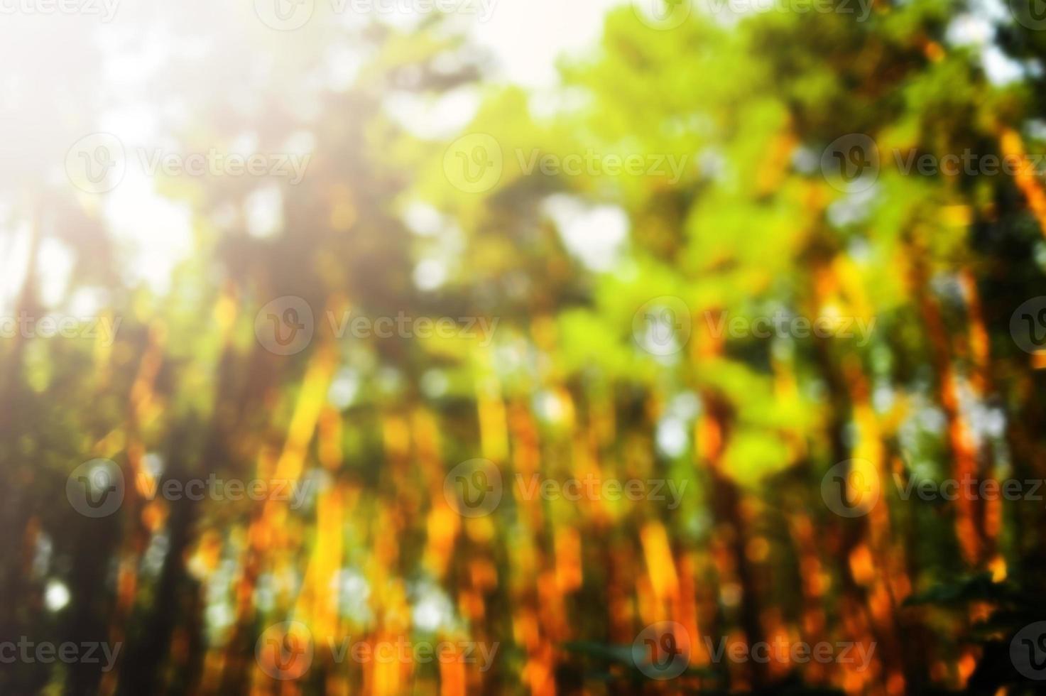 grünes Bokeh im Wald mit Sonnenschein. Natur abstrakten Hintergrund. foto