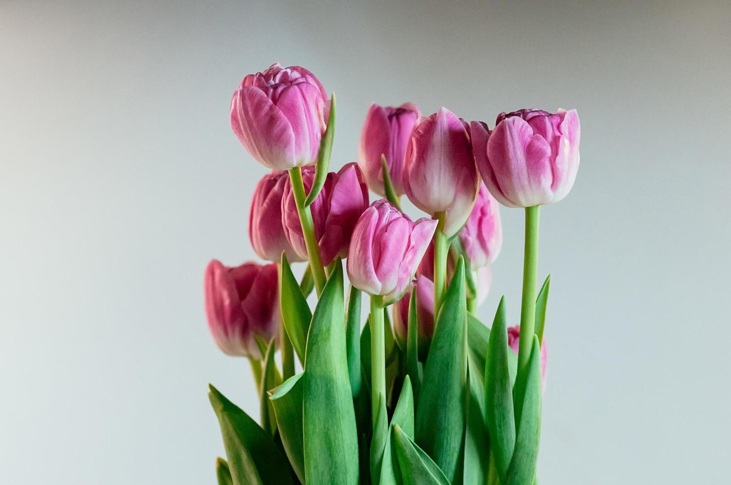 bezaubernde rosa blumen pfingstrose tulpen foto