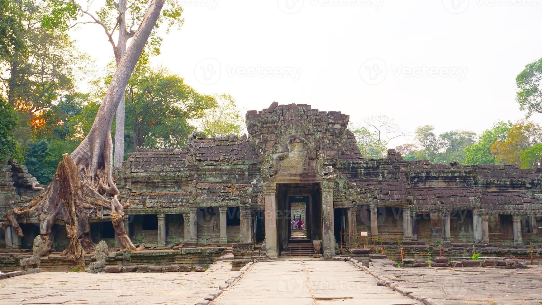 Luftbaumwurzel im Preah Khan Tempel, Siem Reap Kambodscha foto