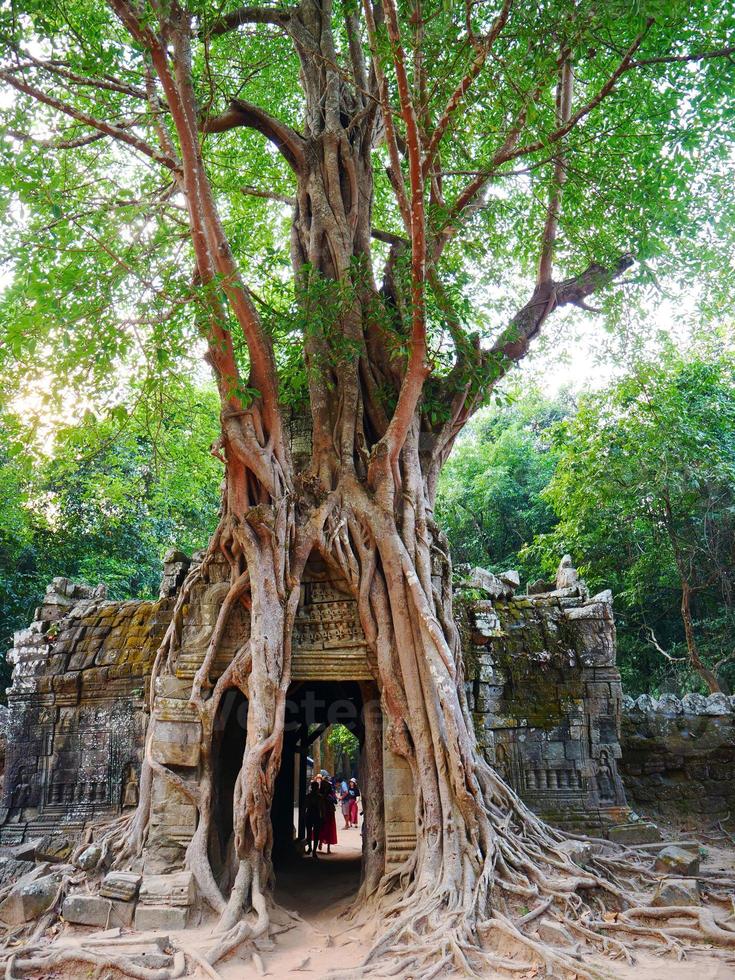Ta Som Tempel, Siem Reap Kambodscha. Türtor Dschungelbaum Luftwurzeln. foto